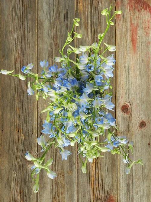 SKY WALTZ   LIGHT BLUE DELPHINIUM